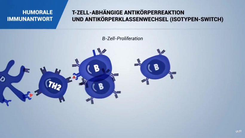 Humorale-immunantwort