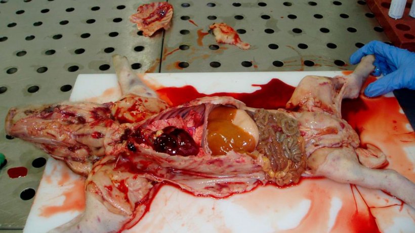 Abbildung 6: 7 Tage altes Ferkel: Hervorzuheben sind der blasse Tierkadaver und die gro&szlig;fl&auml;chigen petechialen Blutungen in der Haut. Die Leber zeigt Gelbsucht. Alle Lymphknoten haben ein h&auml;morrhagisches Erscheinungsbild.

