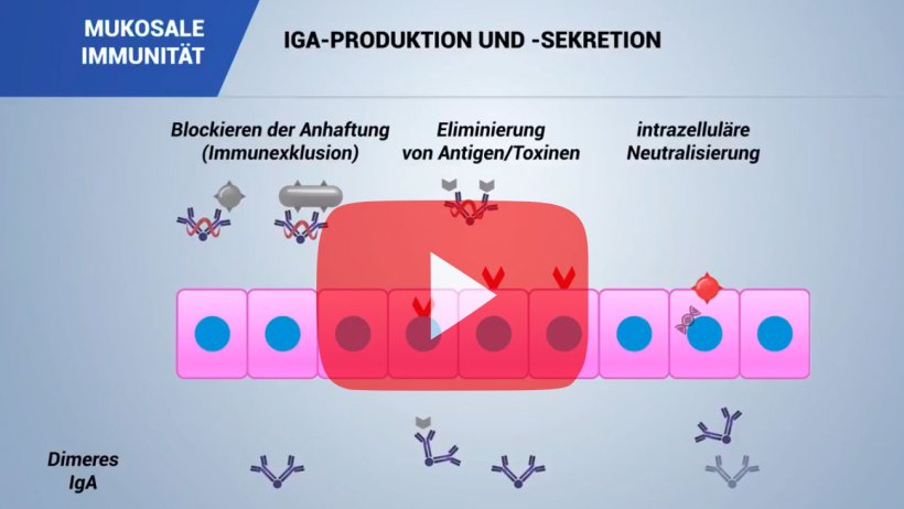 Mukosale Immunit&auml;t

