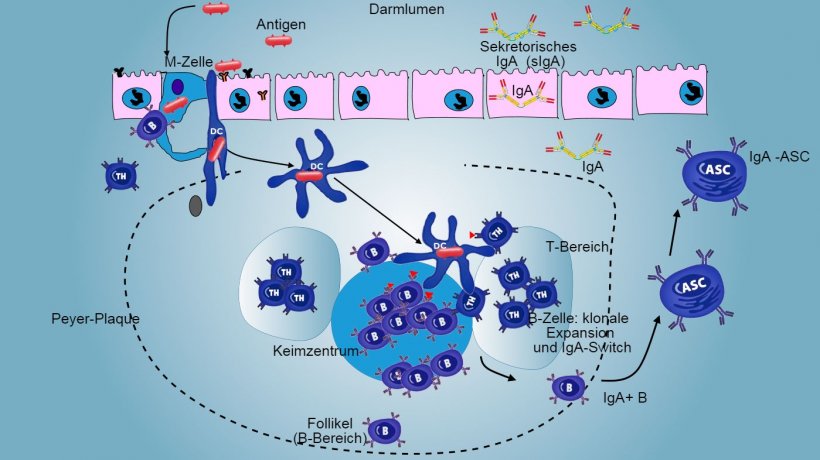 Abbildung 3: Produktion von IgA in Peyer-Plaques.

