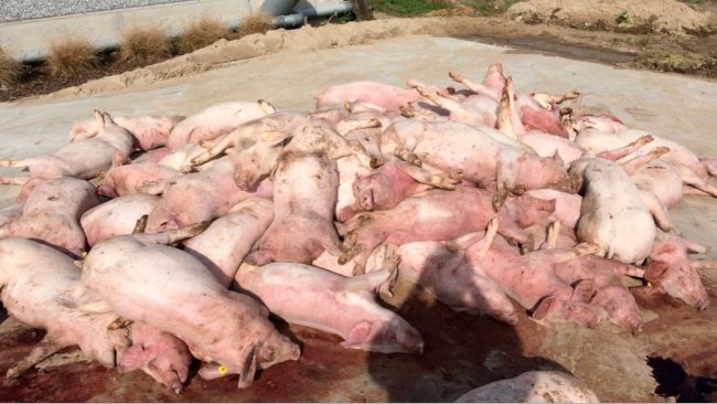 Abbildung 3: Erstes Bild, das sich bei Ankunft im Betrieb bot: ein Haufen toter Schweine vor dem Stall. Auffällig ist die Verfärbung der Extremitäten.