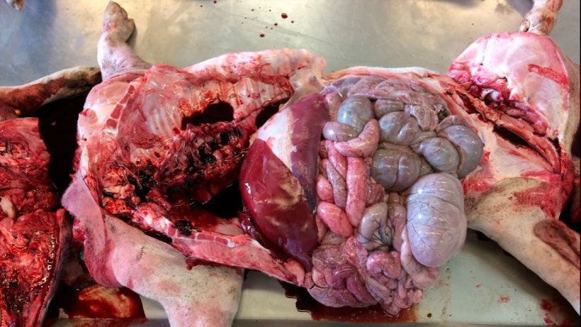 Abbildung 6a: Sektion im Labor: Abgesehen von der schokoladenbraunen Verf&auml;rbung des Bluts wurden keine weiteren Auff&auml;lligkeiten festgestellt.
