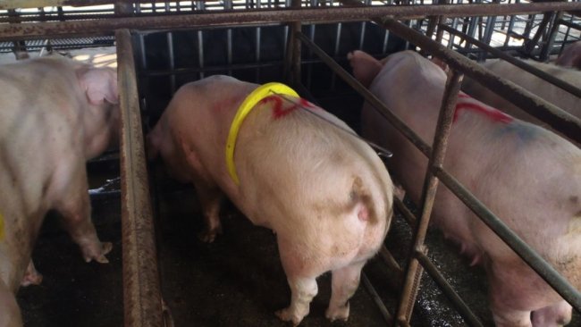 Schlecht entwickelter Eber: Er war zu jung, hatte sehr wenig Libido und legte sich schlafen, obwohl er rauschende Sauen vor sich hatte.