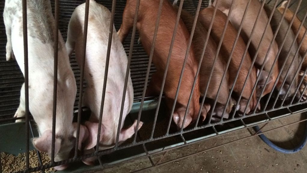 F&uuml;tterungsmanagement in der Aufzucht 1
