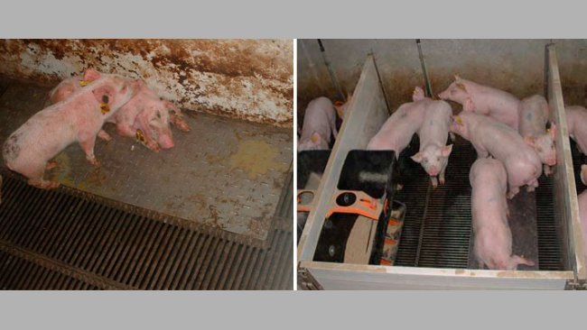 Abbildung 2: Schweine, die während der Prestarter-Futterphase unter schmutzigen (links) und sauberen (rechts) Bedingungen aufgezogen werden.