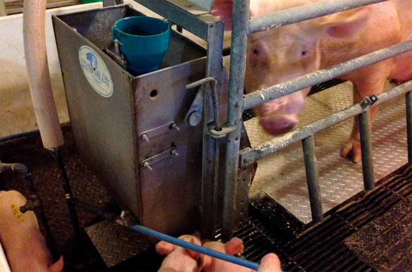 Abbildung 2: Prototyp des Purdue K&uuml;hlpaneels, das im Abferkelstall getestet wird.
