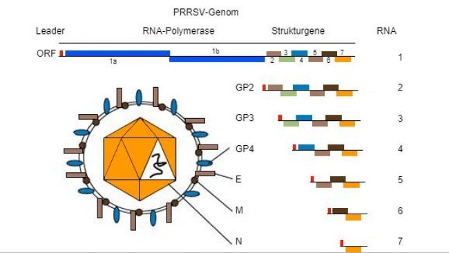 Abbildung 1: Das PRRSV-Genom ist ein einzelsträngiges RNA-Molekül.