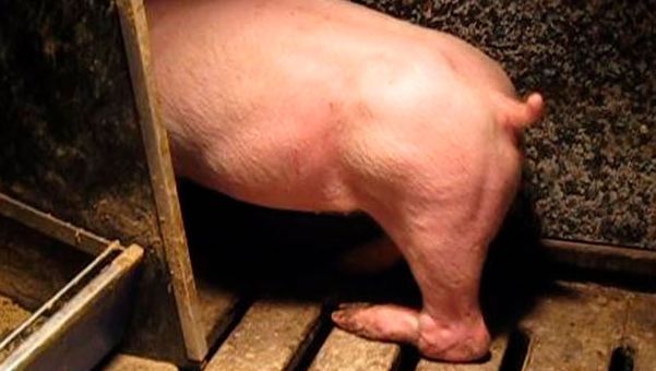 Abbildung 3: L&auml;hmung des Hinterbeins als Folge von Nervensch&auml;den durch das Heben und Verdrehen des Hinterbeins.
