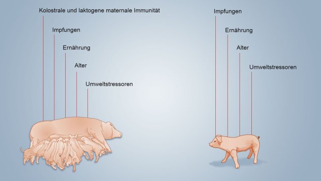 Abb. 2. Faktoren, die die Entwicklung der neonatalen Immunität beeinflussen