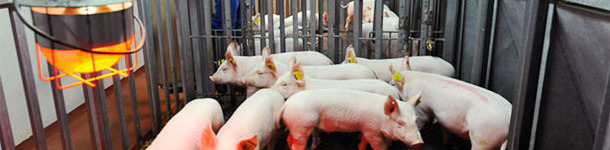 Dynamisches Populationsmodell