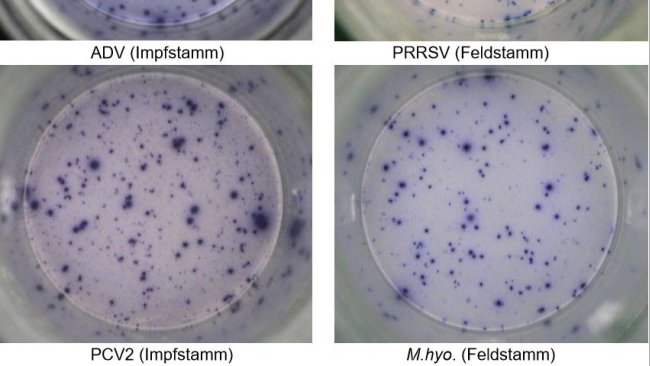Abb. 1. IFN-γ ELISPOT. Antigen-spezifische Reaktionen bei PBMC auf Schweinepathogene. ADV: Aujeszky-Virus; PRRSV: Porzines-reproduktives-und-respiratorisches-Syndrom-Virus; PCV2: porzines Circovirus Typ 2; M. hyo.: Mycoplasma hyopneumoniae. Jeder Spot ist auf die IFN-γ-Sekretion durch reaktivierte Gedächtnis-/Effektor-T-Lymphozyten zurückzuführen. In Klammern ist das zur Reaktivierung der Zellen in den Testplatten verwendete Pathogen angegeben.