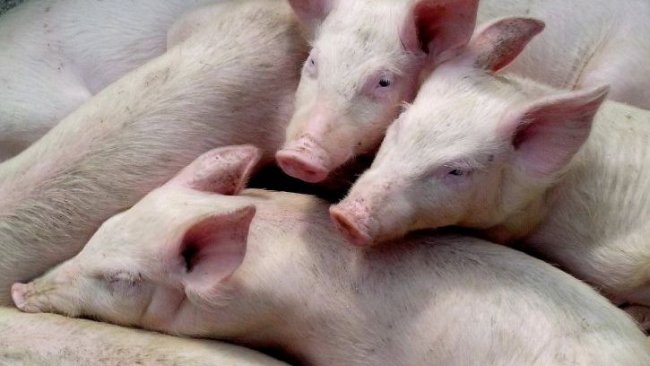 schweine1