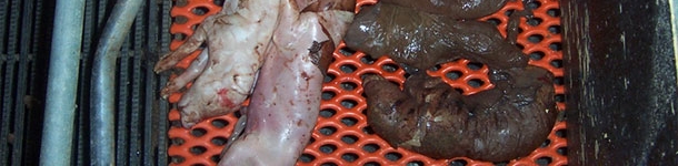 Zahlreiche abortierte Feten sind deutlich mumifiziert und waren bereits seit einiger Zeit in utero tot.