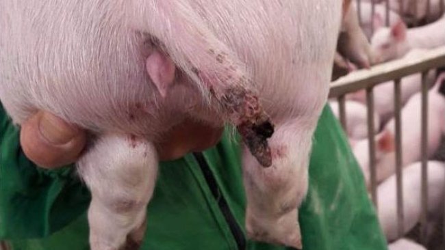 Abbildung 1: Schwere Verletzung bei einem Schwein von fast 15 kg, bei dem ein Teil des Schwanzes fehlt