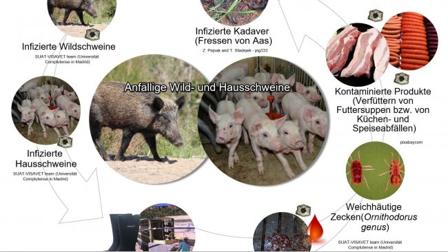 Abbildung 1: Übertragungswege des Virus der afrikanischen Schweinepest inklusive direktem und indirektem Kontakt mit infektiösen Tieren, ihren Produkten, Ausscheidungen/ Sekreten und/oder Blut, Kadavern, verschiedenen kontaminierten Infektionsträgern und biologischen Krankheitsüberträgern (eigene Arbeit).