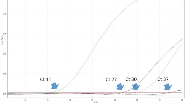 Abbildung 1: Der Schwellenwertzyklus (Ct-Wert) ist die erste Zyklusnummer der quantitativen Echtzeit-PCR, bei der Fluoreszenz festgestellt wird, was auf das Vorhandensein des entsprechenden Erregers in der Probe hinweist. Je niedriger der Ct-Wert, desto höher ist die Menge des Krankheitserregers in der getesteten Probe. Sehr hohe Ct-Werte sind mit Vorsicht zu interpretieren, da sie trotz fehlender Ziel-DNA in der Probe aus dem spontanen Zerfall einer TaqMan-Sonde in den sehr späten Zyklen entstehen können.