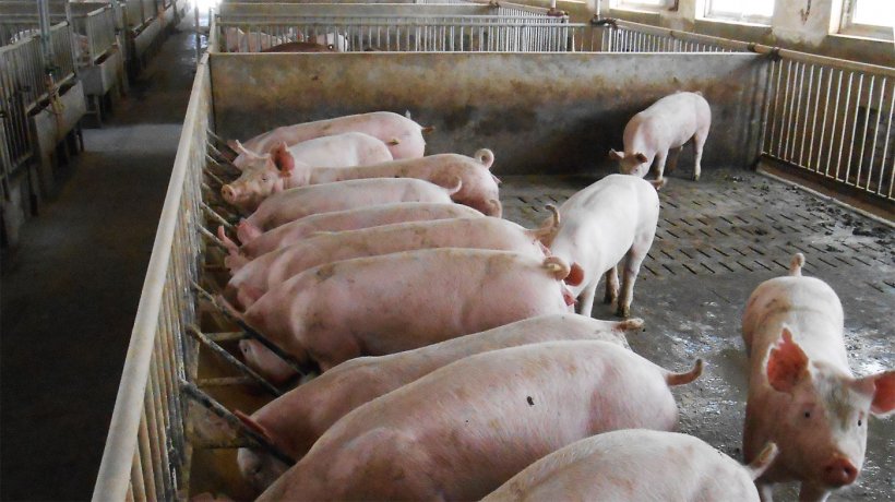 Abbildung 2: Typische Unterbringung eines Zucht- und Mastschweins in dem betroffenen Betrieb
