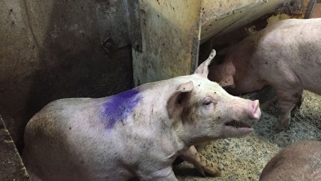 Abbildung 1: Schwein mit Husten in einem Krankenstall. Hinweis: Der Futterautomat im Krankenstall gibt Trockenfutter ad libitum aus.