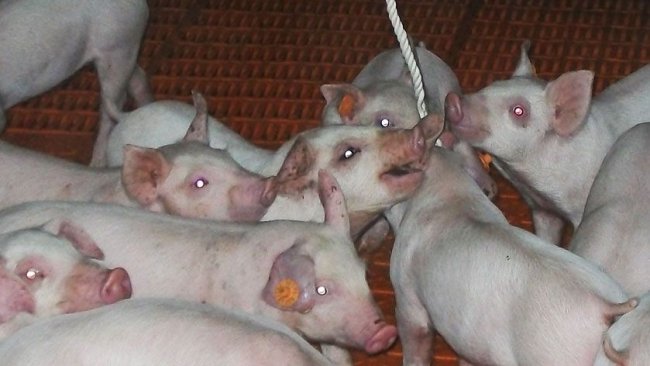 Bild 1: Probenahme von oralen Flüssigkeiten mithilfe von Kaustricken