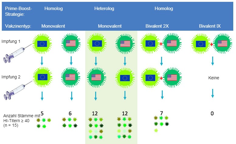 Abb.&nbsp;2. Effekt der herk&ouml;mmlichen und heterologen Prime-Boost-Impfstrategie auf die Breite der H3N2-Antik&ouml;rperantwort.&nbsp;Europ&auml;ische und nordamerikanische&nbsp;H3N2-SIV-St&auml;mme sind mit den jeweiligen Flaggen&nbsp;gekennzeichnet.&nbsp;Die 14 Tage nach der zweiten Impfung gewonnenen Serumproben wurden gegen&nbsp;15 antigenetisch unterschiedliche Viren einschlie&szlig;lich der Impfst&auml;mme getestet.&nbsp;Die Zahlen stellen die Anzahl jener Viren dar, gegen die die HI-Antik&ouml;rpertiter&nbsp;&ge; 40 betrugen.
