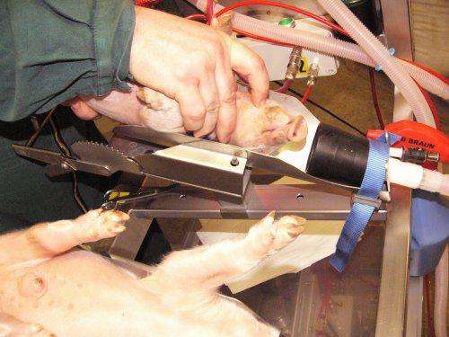 isofluran ferkelkastration