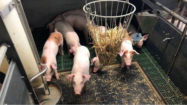 Bild 1: Nicht kupierte Schweine mit Beschäftigungsmaterial (Bild mit freundlicher Genehmigung von Inge Böhne)