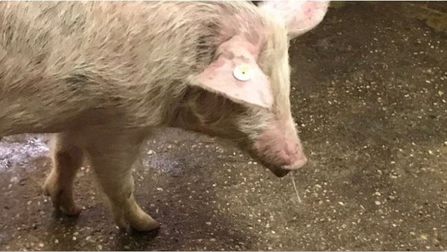 Abb. 1. Nasenausfluss + Fieber = Schweinegrippe