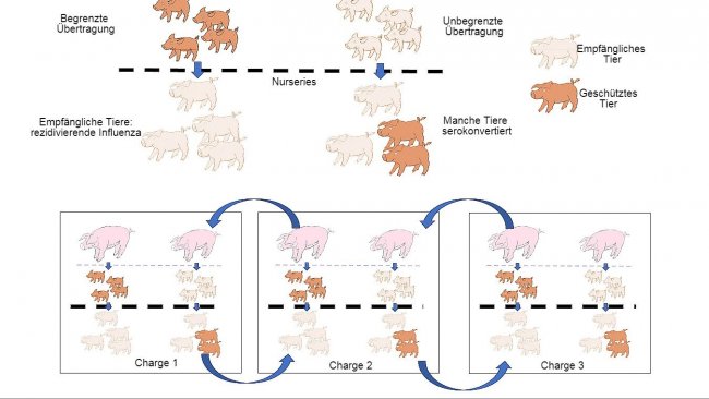 Abb. 1: Die Verbreitung ist geringer bei Tieren, die einen besseren Immunschutz erhalten (Ferkel von multiparen Sauen), als bei Ferkeln von primiparen Sauen. In der Aufzuchtphase entwickeln Ferkel, die bei Vorhandensein einer gewissen Konzentration an maternalen Antikörpern infiziert wurden, keine aktive Immunität, sodass das Virus in der Lage ist, eine erneute Infektion und somit eine rezidivierende Influenza zu verursachen. Schließlich erleichtert auch die gleichzeitige Präsenz von verschiedenen Chargen von Tieren unterschiedlichen Alters die Verbreitung des Virus zwischen verschiedenen Produktionschargen, sodass es zur Perpetuierung der Infektion kommt.
