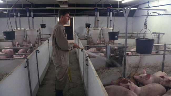 Tierhalter Dr. Albrecht Brandes sorgt zum Beispiel mit dem Wasserschlauch f&uuml;r Abwechslung als eine M&ouml;glichkeit gegen das Schwanzbei&szlig;en. Quelle: BLE.

