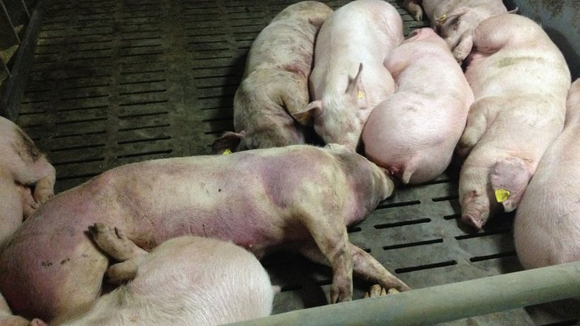Bild von einem infizierten Schwein 14 Tage nach Feststellung der Krankheit: Schwere h&auml;morraghische L&auml;sionen am ganzen K&ouml;rper.
