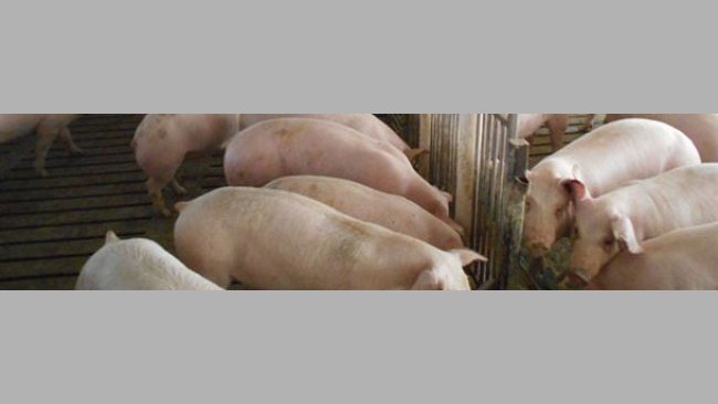 Schweinebetrieb