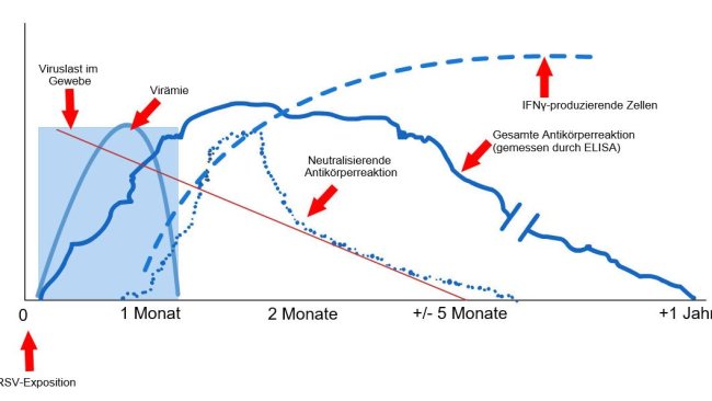 Grafik 1: Reaktion des Immunsystems auf eine mit dem PRRS-Virus infizierte Sau (Lépez and Osorio, 2004)