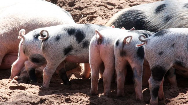 Schweineproduktion China