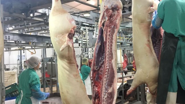Fleischuntersuchung Schweine Schlachthof
