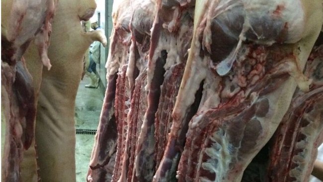 VEZG setzt Preisempfehlungen für Schlachtsauen aus