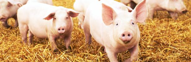 pig welfare