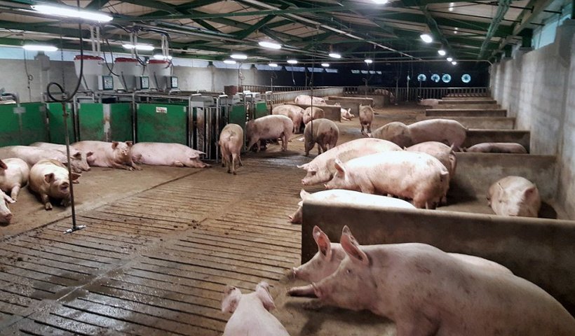 Schweinehaltungsbetrieb