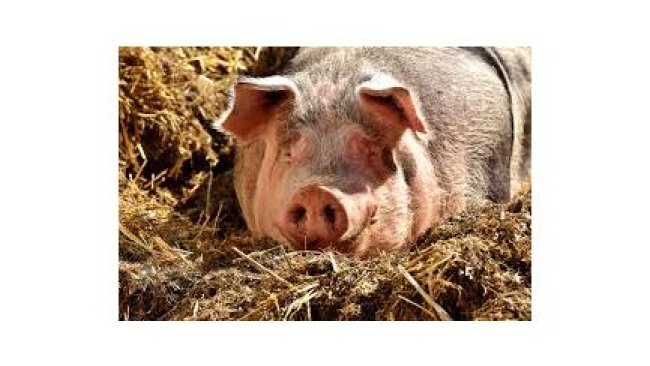 tierschutz