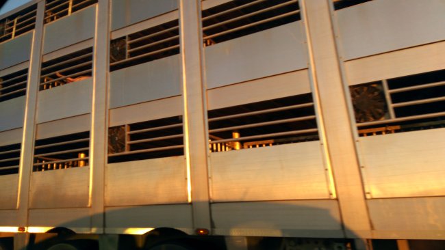 Tiertransport