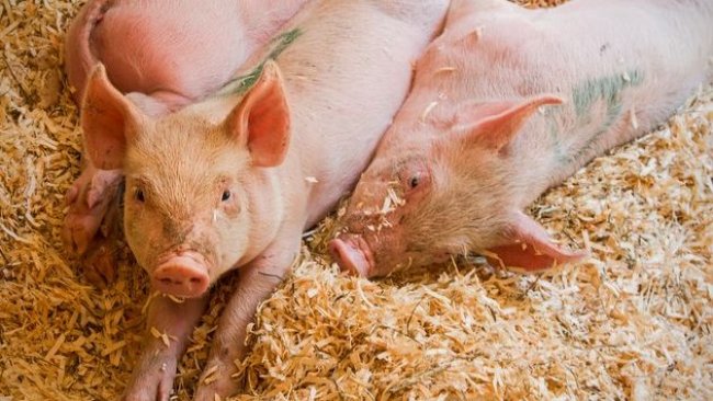 schweinehaltung