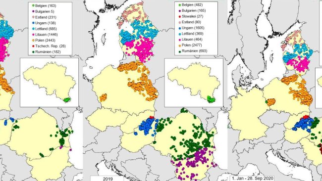 Karte der ASP-Fälle bei Wildschweinen in den Jahren 2018, 2019 und 2020 (Stand: September 2020) (Quelle: MAPA auf Grundlage von RASVE/ADNS-Daten)