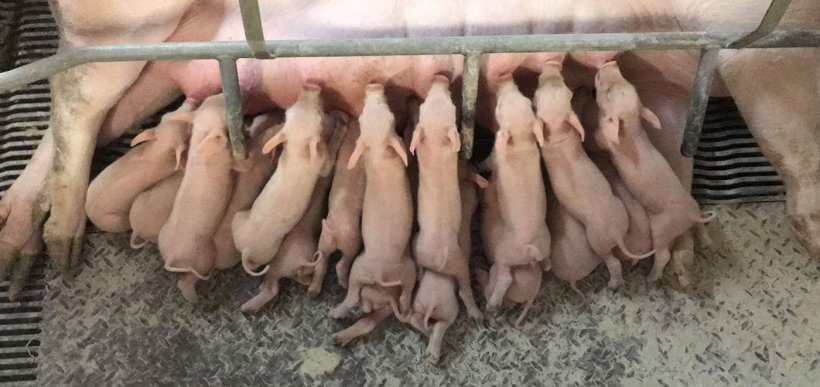 Stimulierung der Milchproduktion der Sau