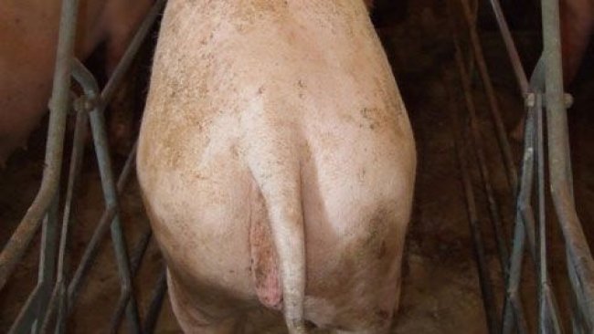 Sau mit schlechtem Körperzustand