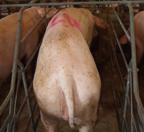 Sau mit schlechtem K&ouml;rperzustand
