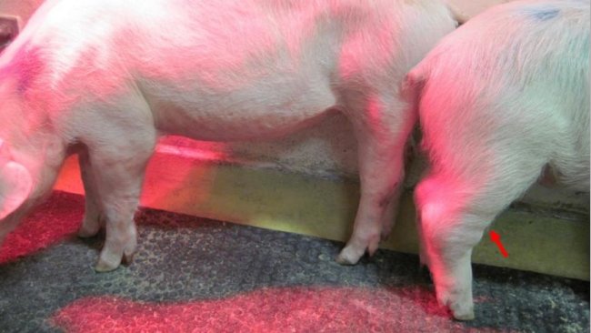 Abbildung 1: Chronische Form der Afrikanischen Schweinepest (ASP). Der Pfeil zeigt geschwollene Gelenke. Quelle: Walczak et al. Pathogens, 2020,9, 237