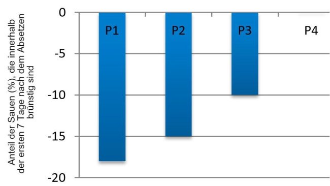 Abbildung 3: Auswirkung der Parität auf den Anteil der Sauen, die innerhalb der ersten 7 Tage nach dem Absetzen der Ferkel im Sommer im Vergleich zum Frühjahr in Brunst kommen (nach Belstra et al., 2004).