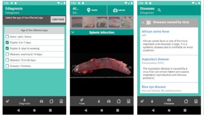 Die App „E-diagnostics“ ist ein Hilfsmittel für die Diagnose von Schweinekrankheiten.
