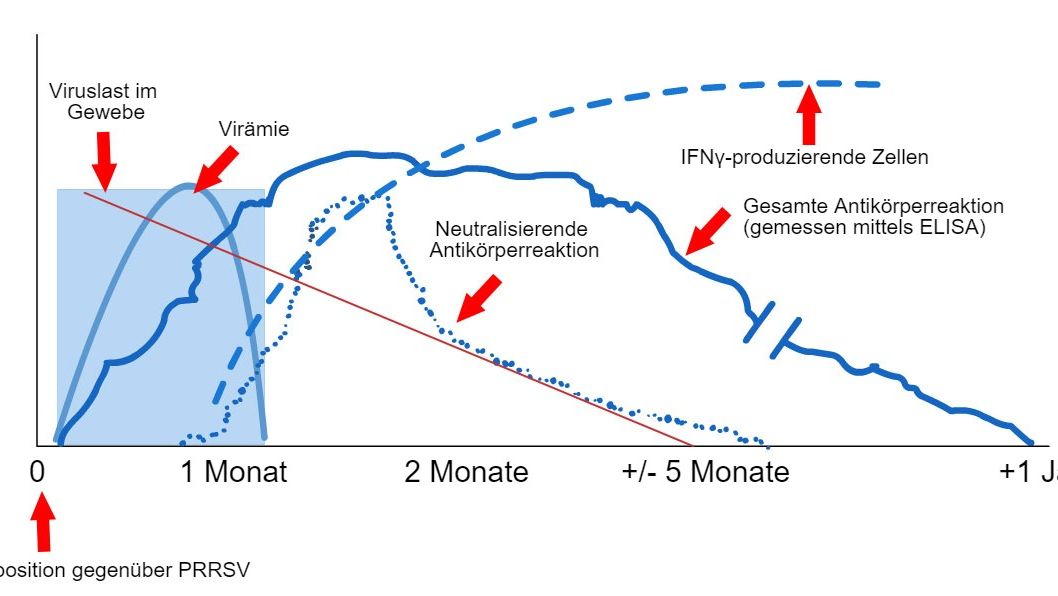 Schema des Virus- und Antik&ouml;rpernachweises nach Exposition gegen&uuml;ber PRRSV: Die folgende Grafik zeigt die Ver&auml;nderungen der Konzentration (Y-Achse) im Laufe der Zeit (X-Achse) verschiedener Analyten, die in Assays verwendet werden. Nach der Exposition gegen&uuml;ber dem PRRS-Virus findet man das Virus je nach Alter und Immunstatus des Schweins oft zwischen 2 und 4 Wochen lang im Blut der Schweine (Vir&auml;mie). Die Serokonversion (Antik&ouml;rpernachweis) erfolgt in der Regel zwischen 7 und 10 Tagen nach der Exposition und h&auml;lt mehrere Monate an, bevor die Tiere wieder seronegativ werden. Neutralisierende Antik&ouml;rper treten zwischen 4 und 6 Wochen nach der Exposition auf (L&oacute;pez und Osorio, 2004).
