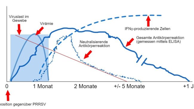 Schema des Virus- und Antikörpernachweises nach Exposition gegenüber PRRSV: Die folgende Grafik zeigt die Veränderungen der Konzentration (Y-Achse) im Laufe der Zeit (X-Achse) verschiedener Analyten, die in Assays verwendet werden. Nach der Exposition gegenüber dem PRRS-Virus findet man das Virus je nach Alter und Immunstatus des Schweins oft zwischen 2 und 4 Wochen lang im Blut der Schweine (Virämie). Die Serokonversion (Antikörpernachweis) erfolgt in der Regel zwischen 7 und 10 Tagen nach der Exposition und hält mehrere Monate an, bevor die Tiere wieder seronegativ werden. Neutralisierende Antikörper treten zwischen 4 und 6 Wochen nach der Exposition auf (López und Osorio, 2004).