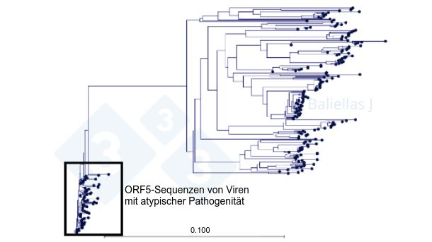 Abbildung 1: Phylogenetischer Baum mit der Historie der in einer Region entdeckten ORF5-Sequenzen im Zeitraum von 4 Jahren
